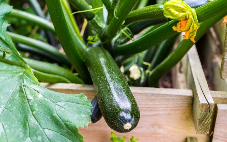 <p>Zucchini hat sich zu einem Liebling in unseren Küchen entwickelt. Im Juni startet das vielseitig einsetzbare Gemüse in die Saison - perfekt, um es zum Beispiel auch mal auf den Grill zu legen. Das schmeckt mit und ohne Beilage unglaublich lecker. (Bild: iStock / Animaflora)</p>