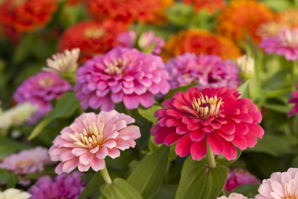 summer flowers, an assortment of pink shaded zinnias in a flower patch