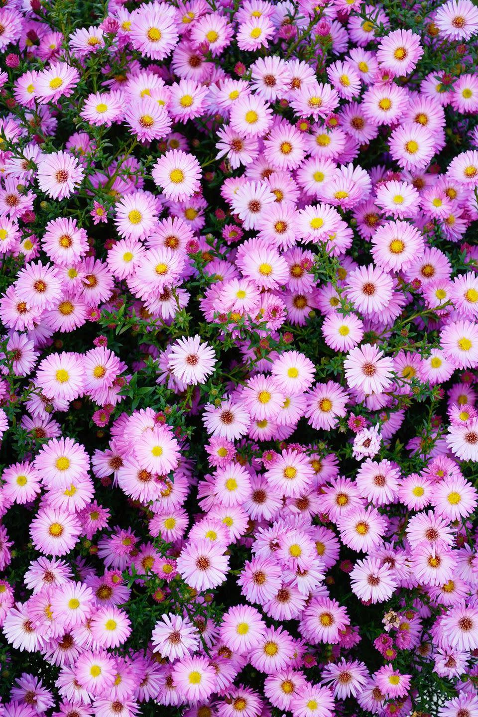 aster types of flowers