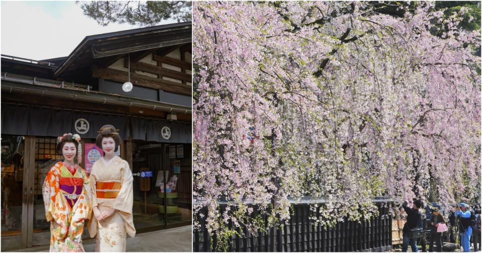 日本東北最美的粉櫻瀑布 角館武家屋敷賞櫻、搭人力車！百年醬油廠古宅看舞妓表演