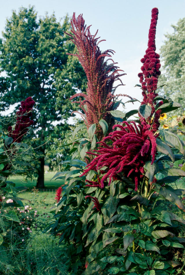 The 15 Best Flowers for Dried Arrangements You Can Grow at Home