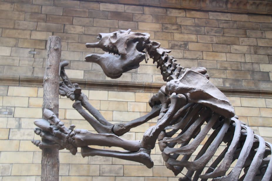 Esqueleto del gran megaterio en el Museo de Historia Natural de Londres, foto Javier Peláez