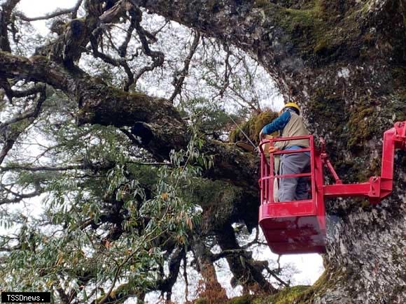 塔塔加大鐵杉約九百歲，因樹勢衰弱有生長不佳的狀況，玉管處與臺大實驗林聯合現勘及診斷工作。(玉管處提供)
