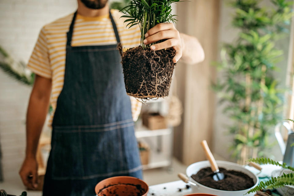 You shouldn't repot a plant right after you get it. Instead, give it a few days or weeks to acclimate to your home. (Photo: eclipse_images via Getty Images)