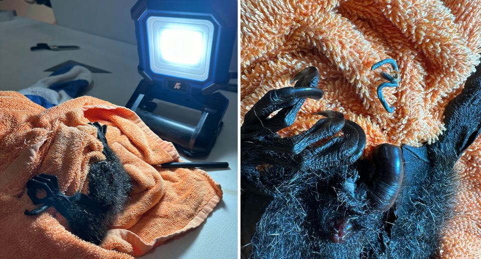 Left - the flying fox on the operating table under a light. Right - the barb removed, next to the bat's penis.