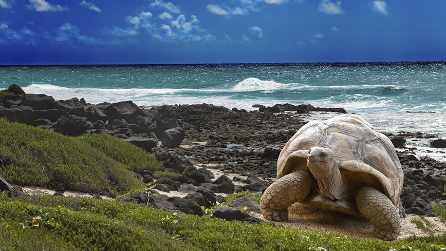 One of the popular inhabitants. Photo: iStock