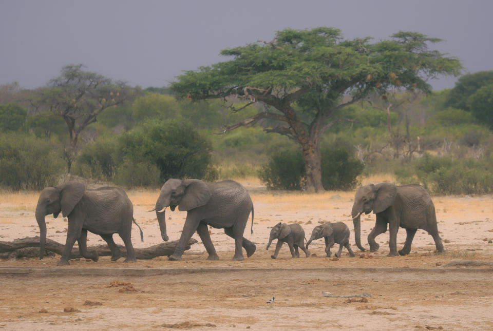 In this photo taken Sunday Nov. 10, 2019, a herd of elephants make their way through the Hwange National Park, Zimbabwe, in search of water. More than 200 elephants have died amid a severe drought, Zimbabwe's parks agency said Tuesday Nov. 12, and a mass relocation of animals is planned to ease congestion. (AP Photo)