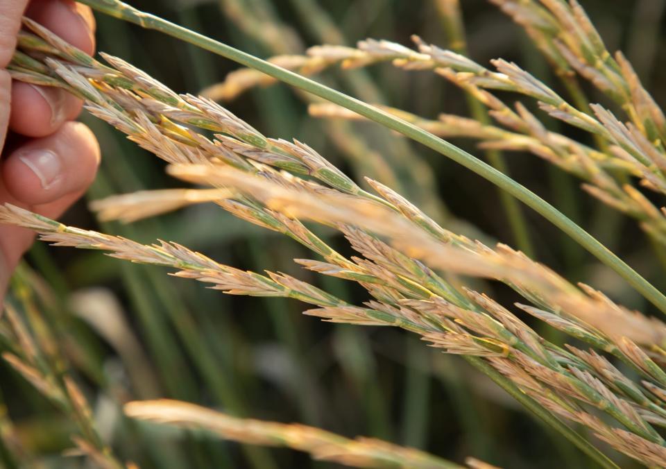 kernza grain field