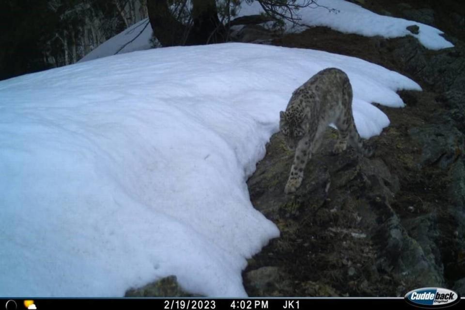 A solo snow leopard photographed in February.