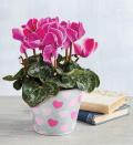 <p><strong>$39.99</strong></p><p><a href="https://go.redirectingat.com?id=74968X1596630&url=https%3A%2F%2Fwww.1800flowers.com%2Ffun-flirty-cyclamen-158240&sref=https%3A%2F%2Fwww.housebeautiful.com%2Flifestyle%2Fg29132632%2Findoor-blooming-plants%2F" rel="nofollow noopener" target="_blank" data-ylk="slk:Shop Now" class="link ">Shop Now</a></p><p>The heart-shaped leaves and butterfly-like flowers of this charming plant add plenty of color to winter days. Cyclamen need bright, indirect light and prefer to stay slightly moist. Like shamrocks, they also go dormant. Put them in a cool place, don't water them for two months, then bring them back into the light and start watering again. With any luck, it will rebloom. Or, if that seems like a lot of work, just enjoy it while in bloom, then compost it when it fades. </p>