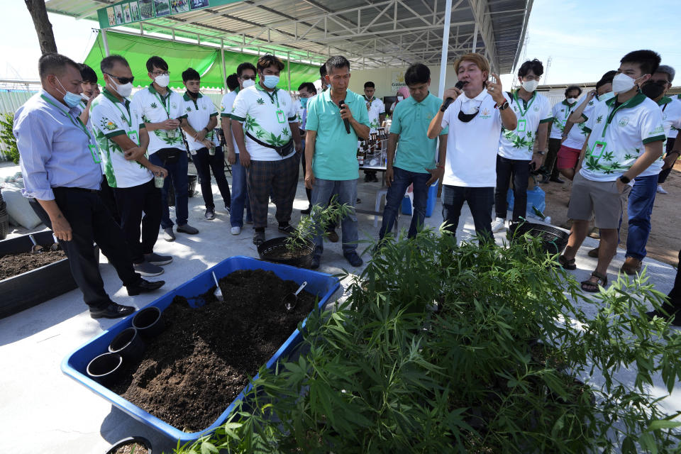 Entrepreneurs learn how to grow cannabis plants at a cannabis farm in Chonburi province, eastern Thailand on June 5, 2022. Marijuana cultivation and possession in Thailand was decriminalized as of Thursday, June 9, 2022, like a dream come true for an aging generation of pot smokers who recall the kick the legendary Thai Stick variety delivered. (AP Photo/Sakchai Lalit)