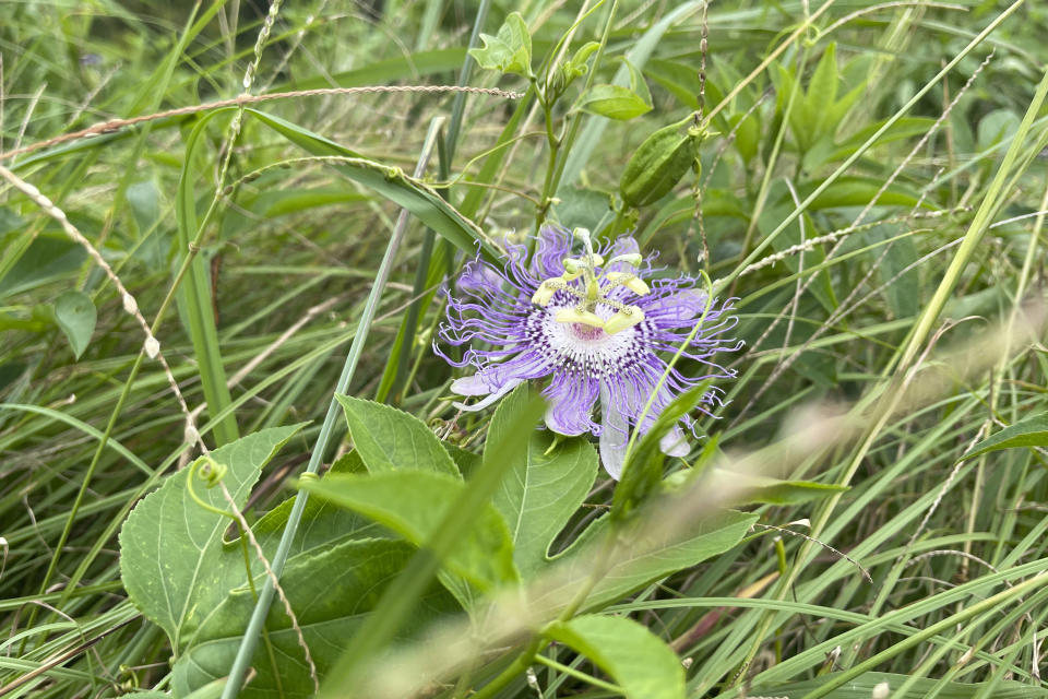 A passion flower grows atop the Great Temple Mound in Ocmulgee Mounds National Historical Park in Macon, Ga., on Aug. 22, 2022. (AP Photo/Michael Warren)