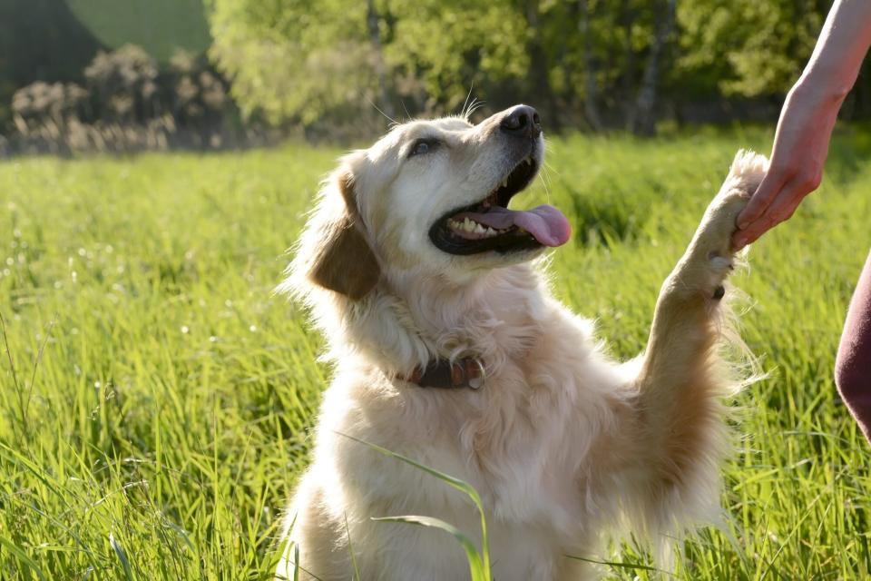 golden retriever