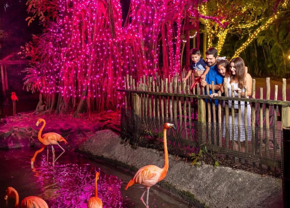 Visit Palm Beach Zoo this weekend (or other weekends throughout the holiday season) to experience the magnificent Zoo Lights.
