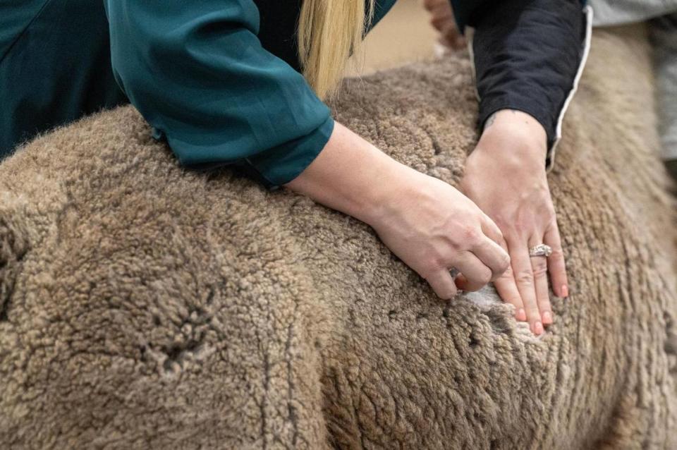 Heather Thordarson, an apprentice judge from Redmond, Oregon, takes a fleece sample during the Walking Fleece class at the MOPACA Invitational Alpaca Show on Friday, March 22, 2024, at Hale Arena in Kansas City. Some of the judging criteria for the fleece includes fineness and handle, uniformity of micron and color, character, crimp and staple type, density and brightness, Absence of guard hair, impurities/stains/fleece damage, lock structure and density luster. Judging criteria varies depending on the variety of the alpaca, suri or huacayas. Tammy Ljungblad/tljungblad@kcstar.com