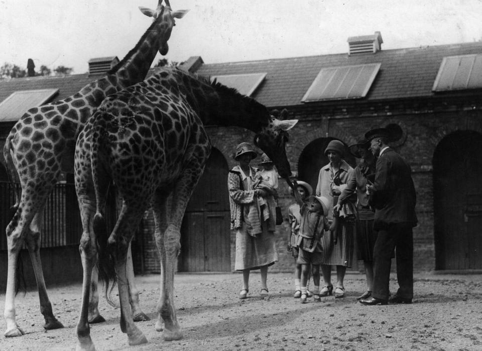 1930: You are having a Giraffe: A giraffe eats out of a small child's hand at the zoo (General Photographic Agency/Getty Images)