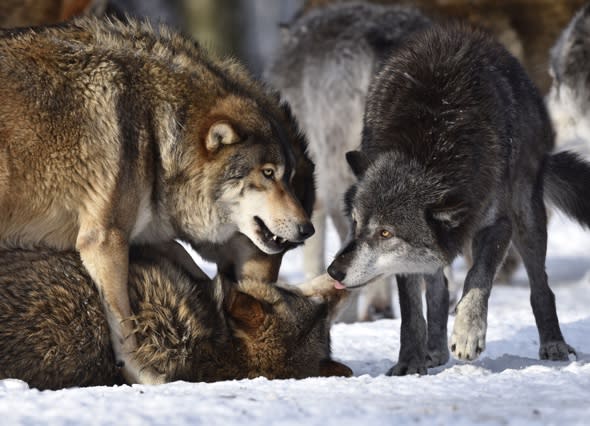 Woman eaten by wolf in Russia