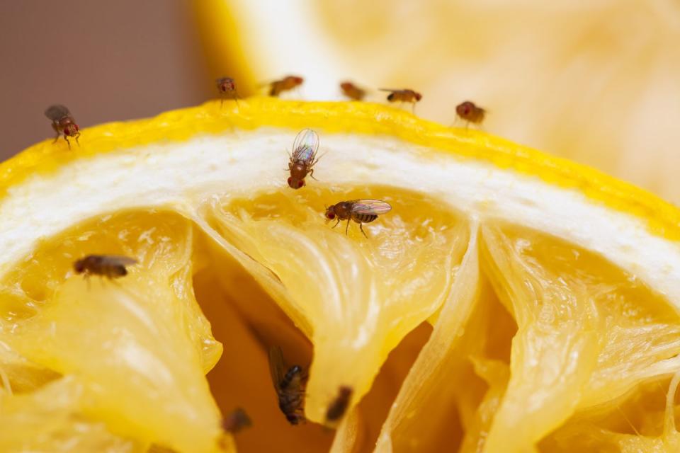 14) Fruit Flies