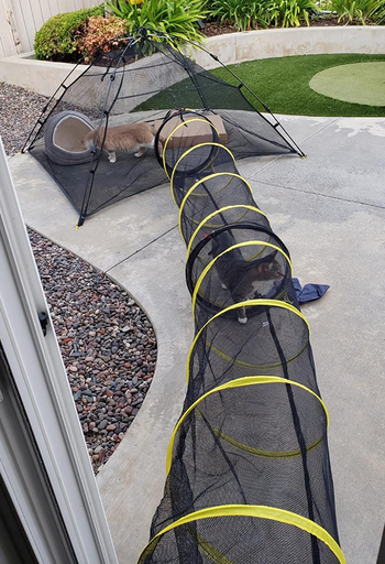 a cat walking through the mesh tunnel, and another cat hanging out in the tent