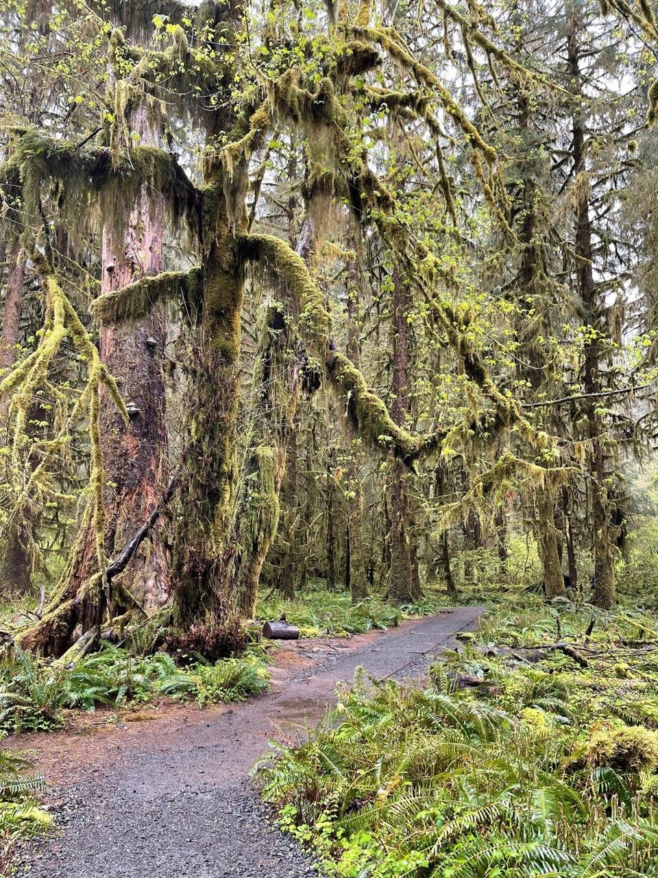 The Hall of Mosses Trail in Olympic Park , Washington