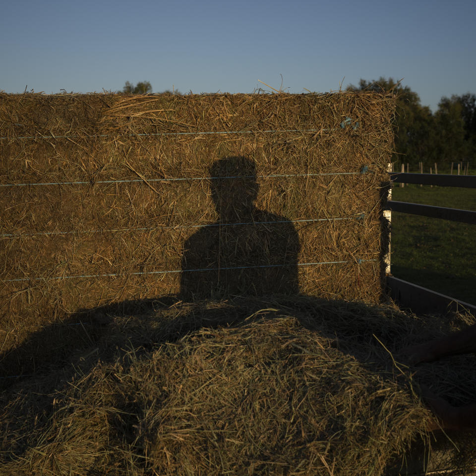 Rancher Jean-Claude Groul disperses hay for Camargue bulls at Manade Saint-Louis in Camargue, southern France, Sept. 22, 2022. Groul supplements his pastures with imported animal fodder when the land struggles to produce enough vegetation. (AP Photo/Daniel Cole)