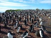 A colony of Adélie penguins on the West Antarctic Peninsula.