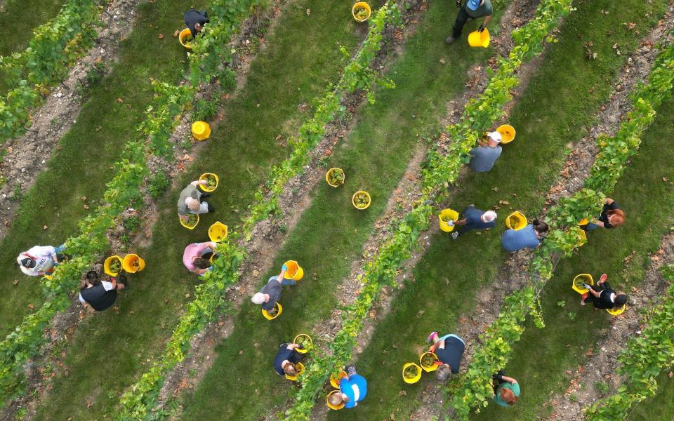 Pickers harvest Chardonnay grapes at one of English wine producer Chapel Down's vineyards near Maidstone