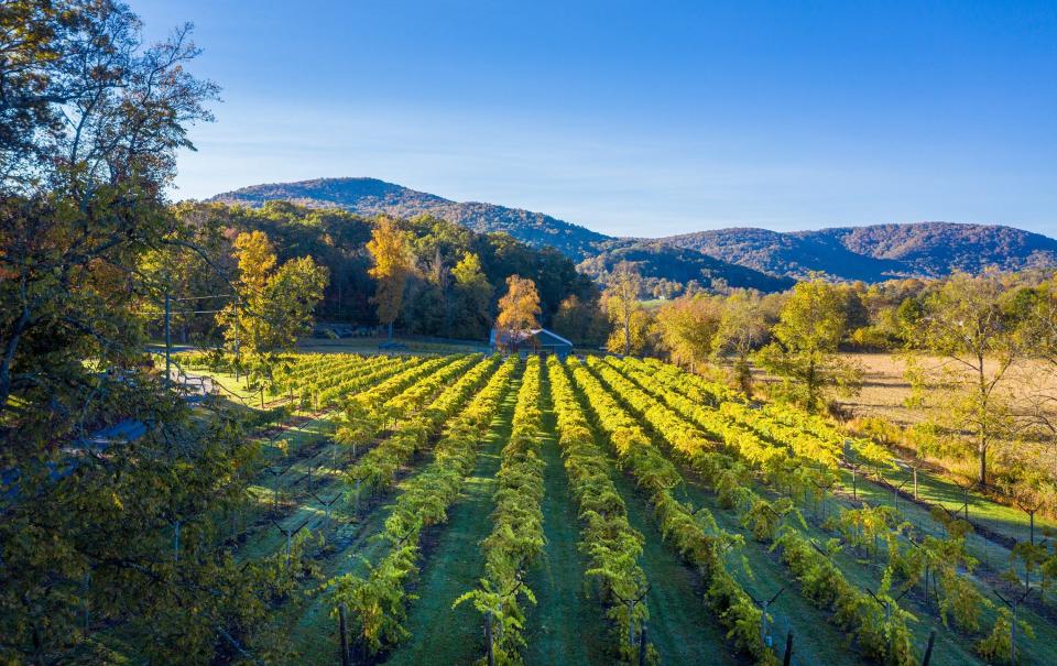 A view of the vineyards at Souther Williams Vineyard, which is one of the participants in this year's Cider, Wine & Dine Weekend scheduled for April.