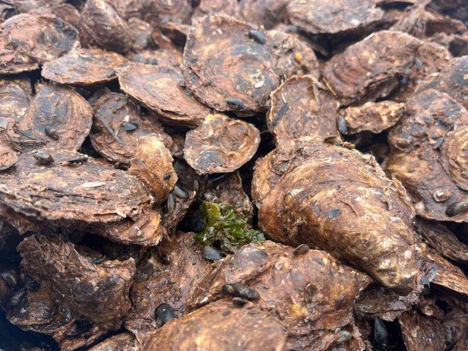 Demand has kept up since last fall and what should have been a slow winter season has been busier than ever, says Jame Power, manager of Raspberry Point Oysters.