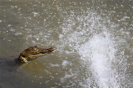 A crocodile swims inside a pen at Nyanyana Crocodile Farm in Kariba, in this picture takes April 2, 2014. REUTERS/Philimon Bulawayo