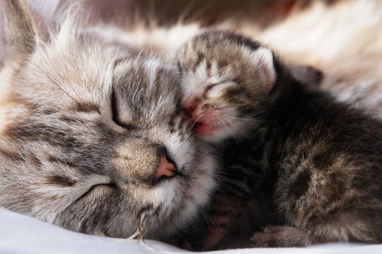 <span class="caption">Love between mothers and their children is universal to mammals.</span> <span class="attribution"><a class="link " href="https://www.shutterstock.com/image-photo/mother-cat-her-newborn-kitten-1145184359" rel="nofollow noopener" target="_blank" data-ylk="slk:Orhan Cam/Shutterstock;elm:context_link;itc:0;sec:content-canvas">Orhan Cam/Shutterstock</a></span>