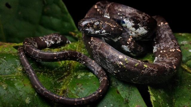 PHOTOS: Leonardo DiCaprio Names New Snake Species Discovered in Central  America