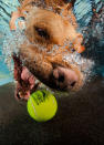 <p>A golden Labrador chases the submerged tennis ball. (Photo: Jonny Simpson-Lee/Caters News) </p>