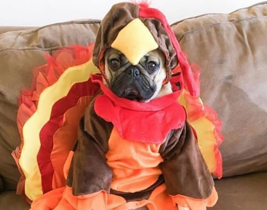 We're thankful for these pictures of dogs dressed up as Thanksgiving turkeys