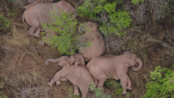 China's wandering elephants on the move again