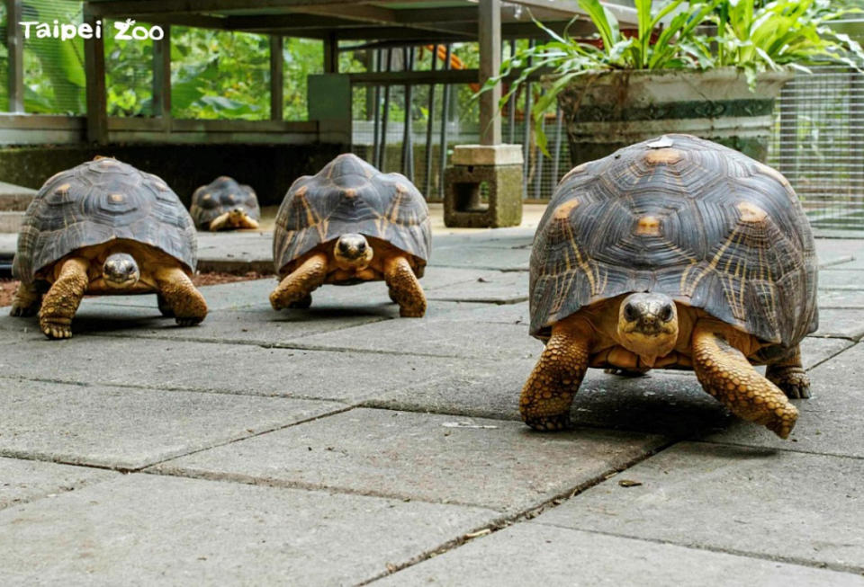 （圖／台北市立動物園）