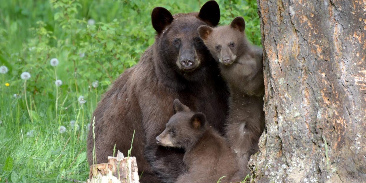 black bear cubs