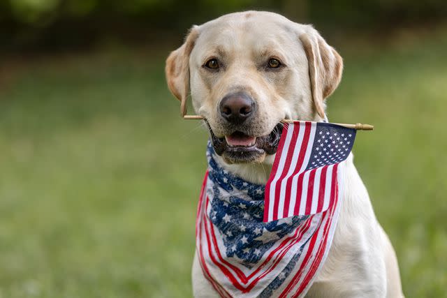 <p>Getty</p> Labrador Retriever holding an American Flag