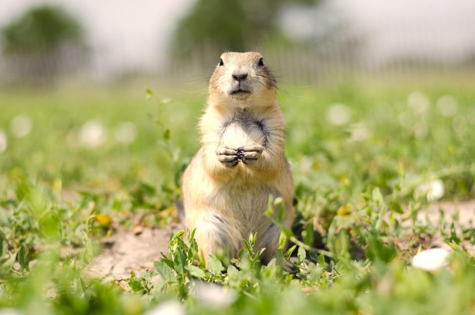 1996: The Prairie Dog Sucker