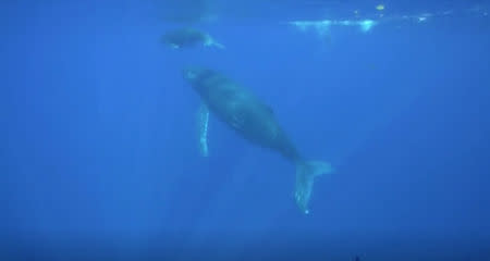 Humpback whale with her calf is seen under water near the French Indian Ocean island of La Reunion, October 17, 2018 in this still image taken from a video. Reuters TV via REUTERS