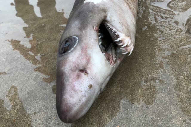 Rare shark found on Devon beach