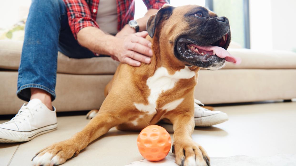  Man on sofa petting and playing with big dog 