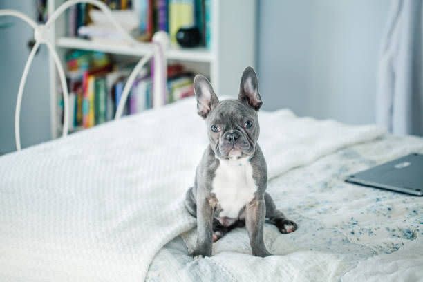 <p>French bulldogs, or Frenchies, are smart, adaptable dogs that aren't big barkers. They're a little on the larger side of small dogs, but they still weigh less thar 28 pounds and reach just 11 to 13 inches tall. The <a href="https://www.akc.org/dog-breeds/french-bulldog/" rel="nofollow noopener" target="_blank" data-ylk="slk:breed has rocketed in popularity;elm:context_link;itc:0;sec:content-canvas" class="link ">breed has rocketed in popularity</a> in recent years. </p>