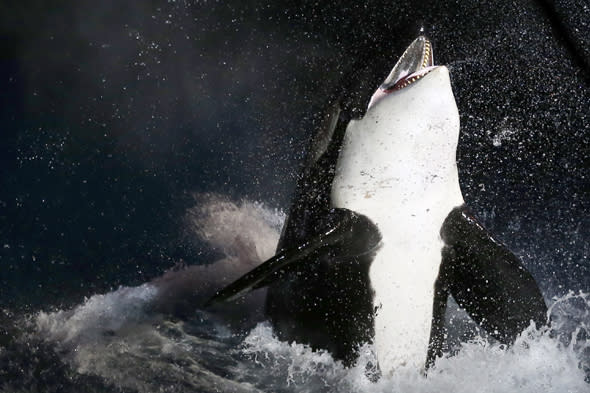 diver dragged underwater by orca in new zealand