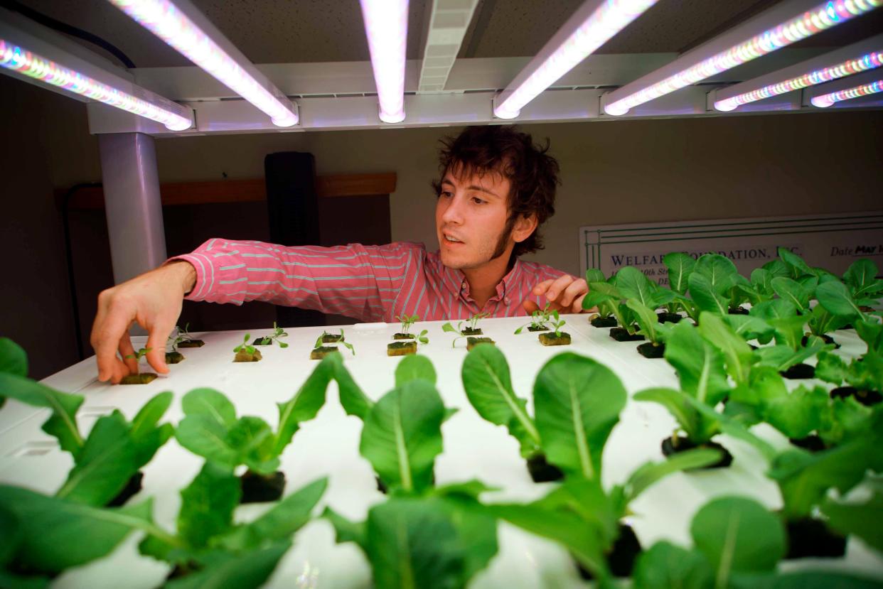 Evan Bartle, chief growing officer for Second Chances Farm, transplants lettuce seedlings into a vertical garden prototype used to demonstrate Ajit George's vision to build a vertical indoor farm in Wilmington's Riverside neighborhood, to grow fresh food for the neighborhood and employ ex-offenders.