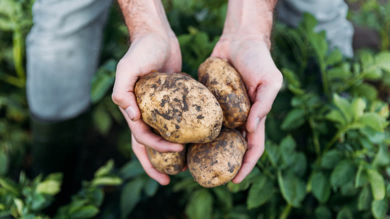 potatoes in dirt