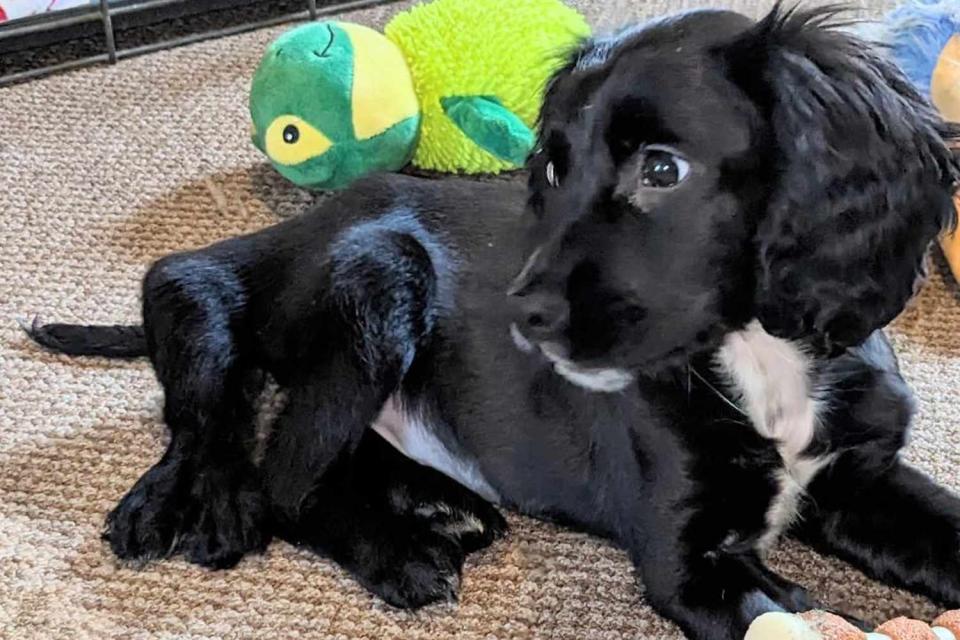 <p>Greenacres Rescue/Facebook</p> Ariel, a female spaniel puppy born with six legs