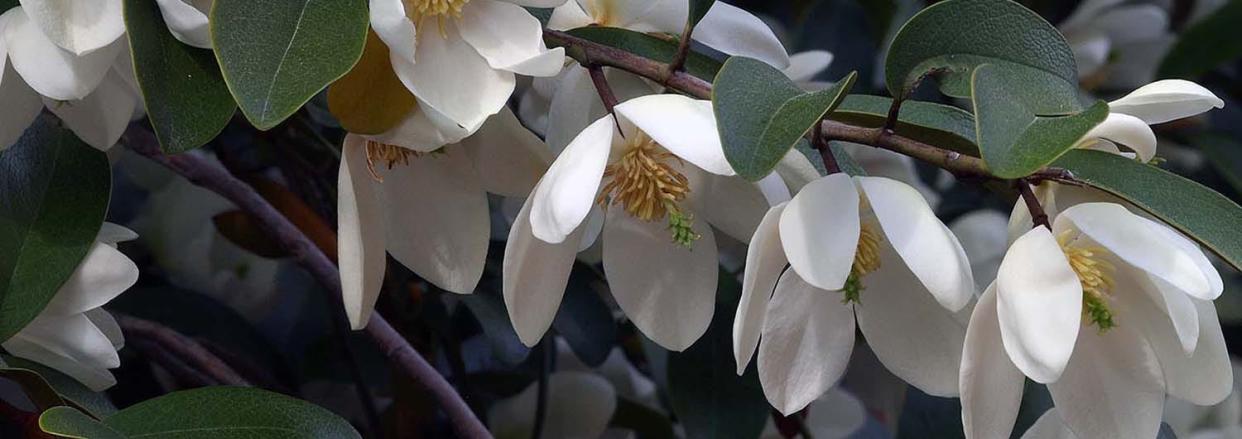 A special sweetshrub hybrid introduced by N.C.  State University is the Calycanthus Aphrodite.