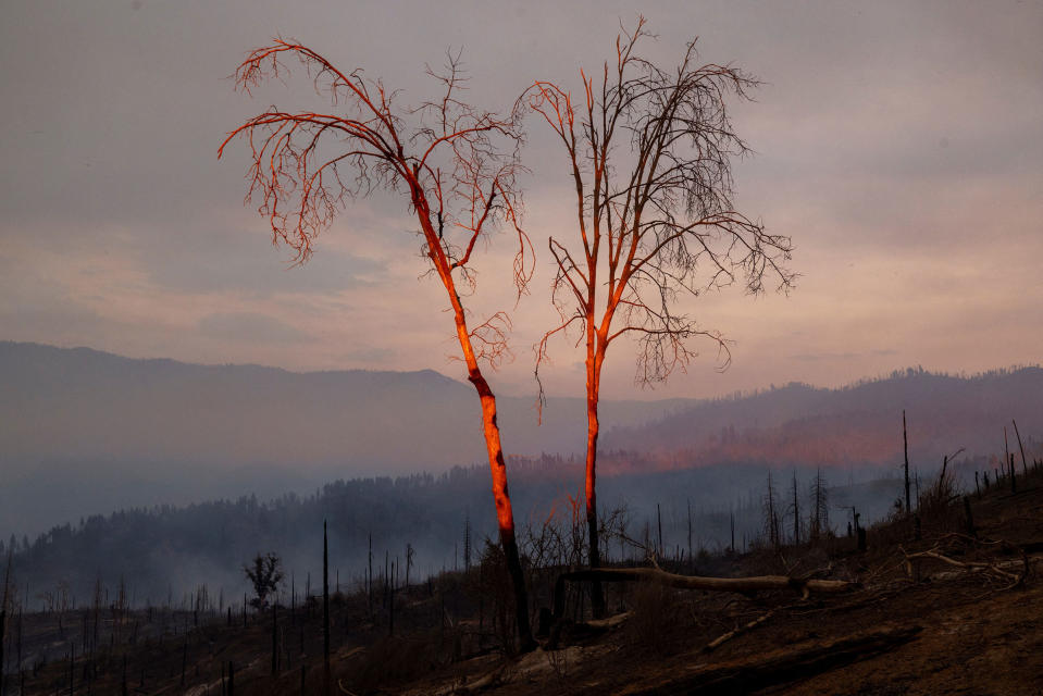 Burnt and destroyed trees near Mariposa, on July 25.<span class="copyright">David McNew—AFP/Getty Images</span>