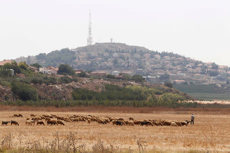 FILE PHOTO: A herd of sheep graze near the Lebanese-Israeli border in Kfar Kila village, southern Lebanon August 24, 2015. REUTERS/Aziz Taher/File Photo